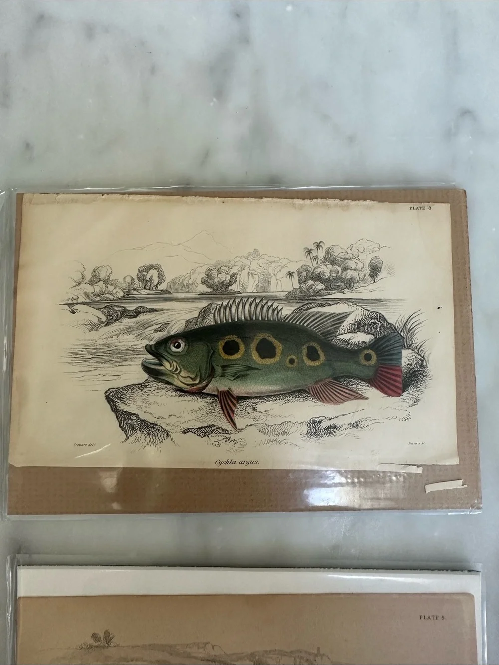 1800s Natural History Jardine Prints Rare Fish 4”x6.5”